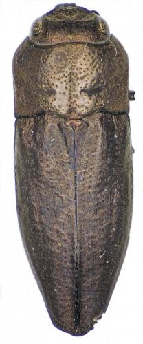 Réf. 183 769 : Sphenoptera barbarica
